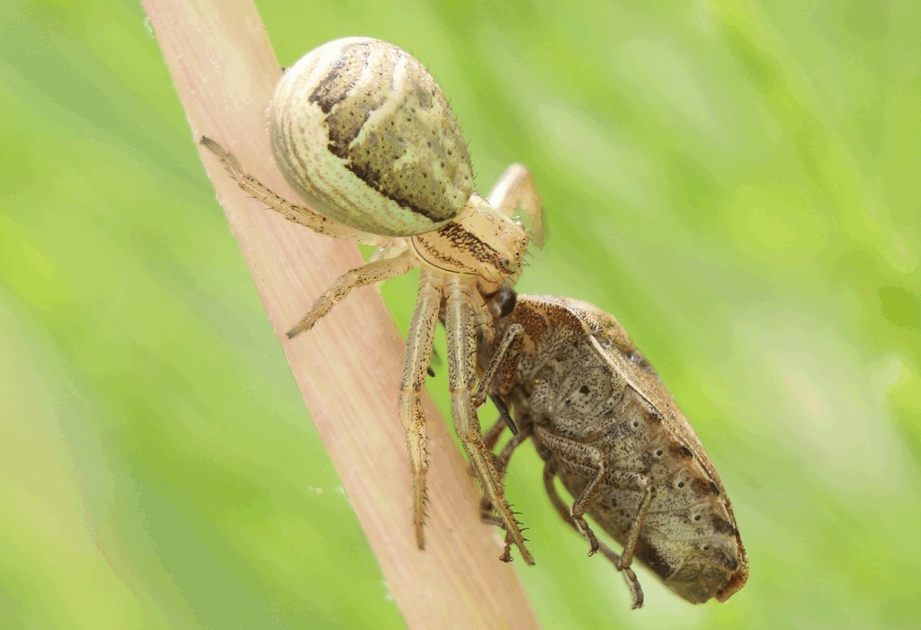 Xysticus_ulmi-4.jpg