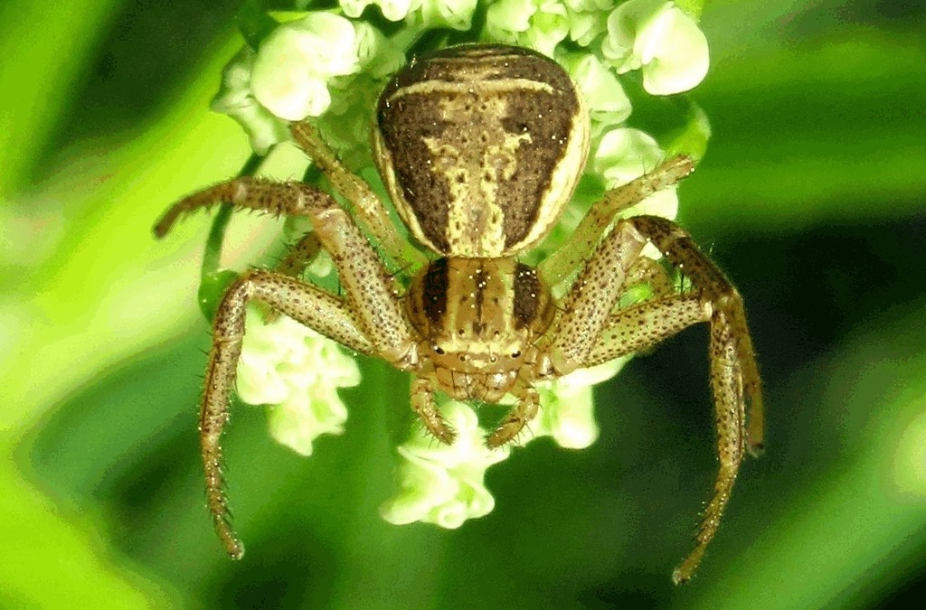 Xysticus_ulmi-5.jpg