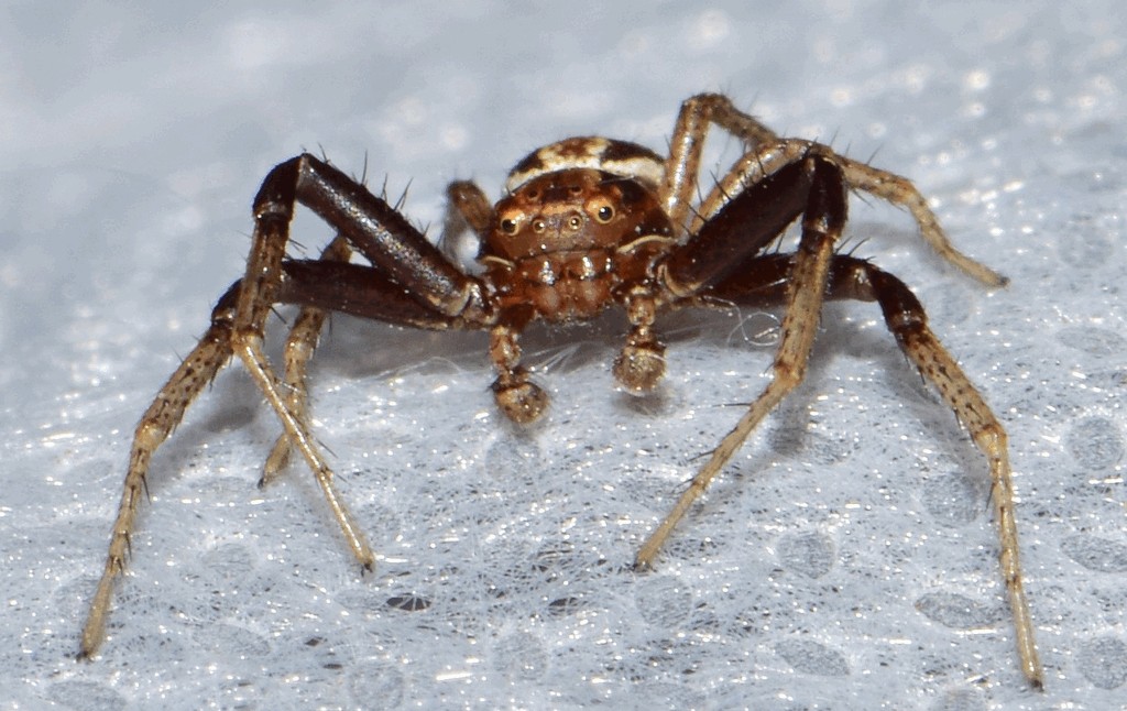 Xysticus_ulmi-6.jpg