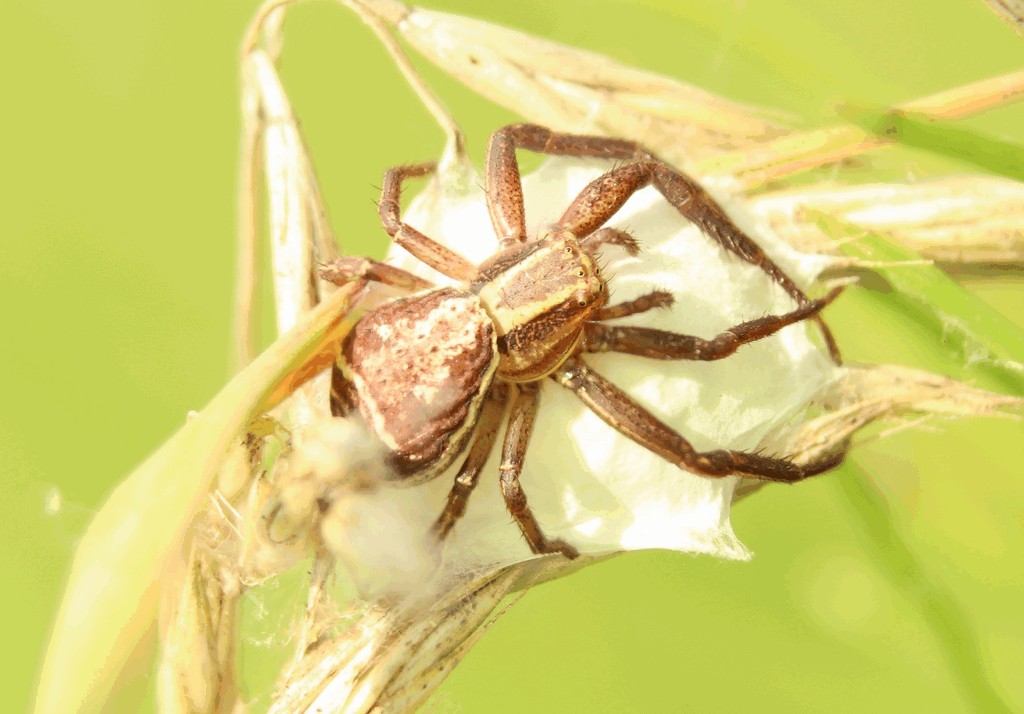 Xysticus_ulmi-7.jpg