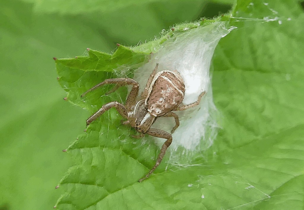 Xysticus_ulmi-8.jpg