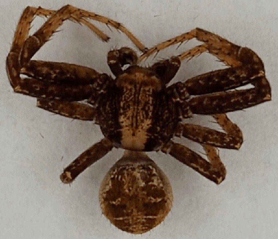 Xysticus_viduus-1a.jpg