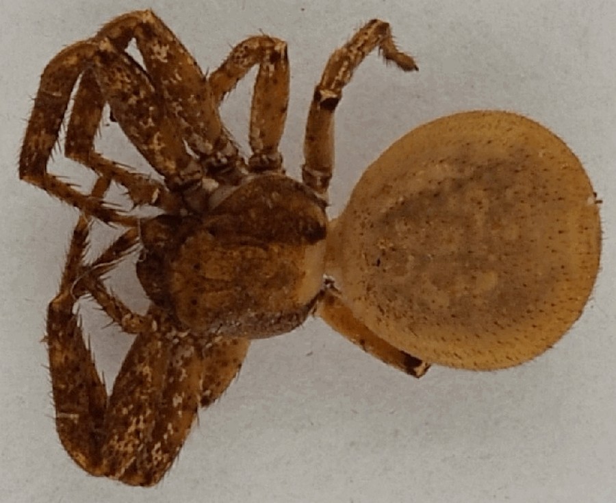 Xysticus_viduus-2a.jpg
