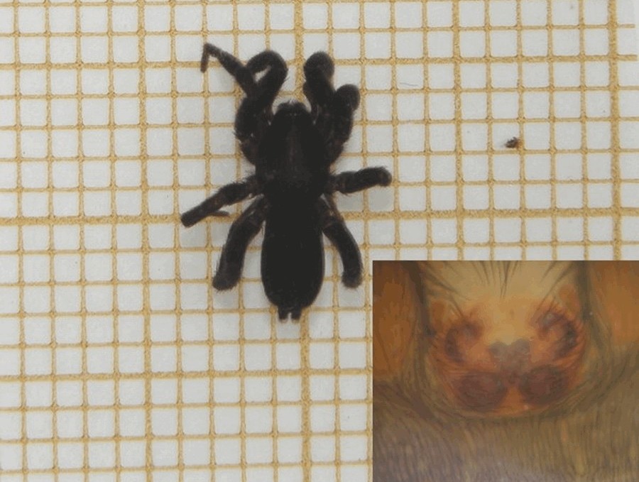 Zelotes_gallicus-1.jpg