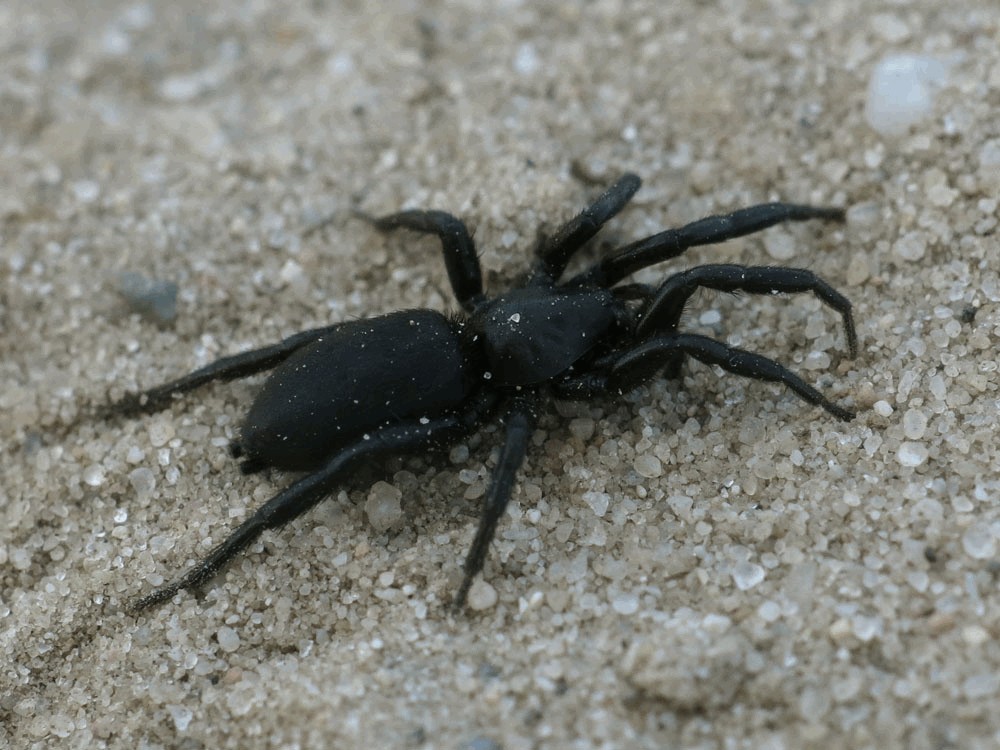 Zelotes_longipes-2.jpg