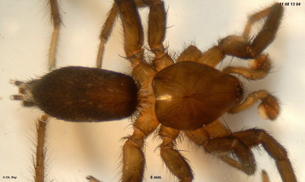 Zelotes_longipes-3.jpg