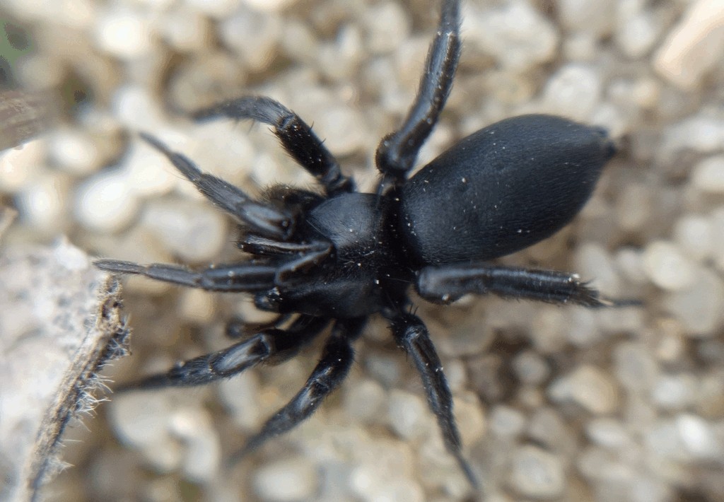 Zelotes_petrensis-2.jpg