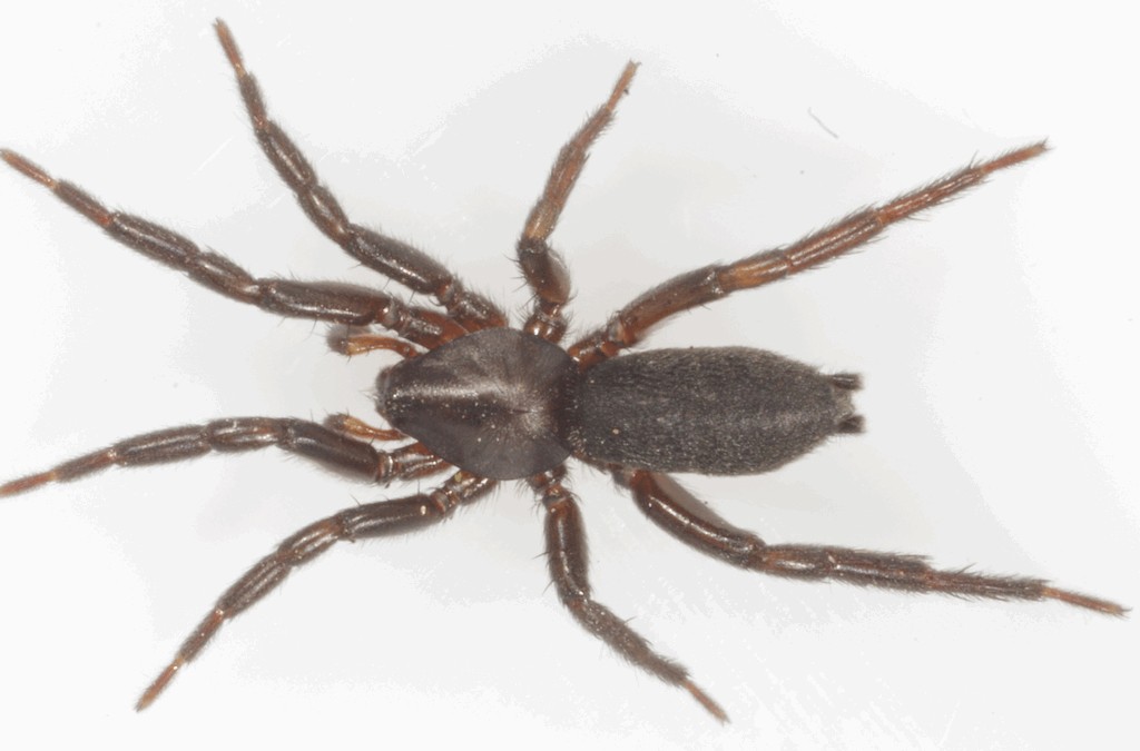 Zelotes_petrensis-3.jpg