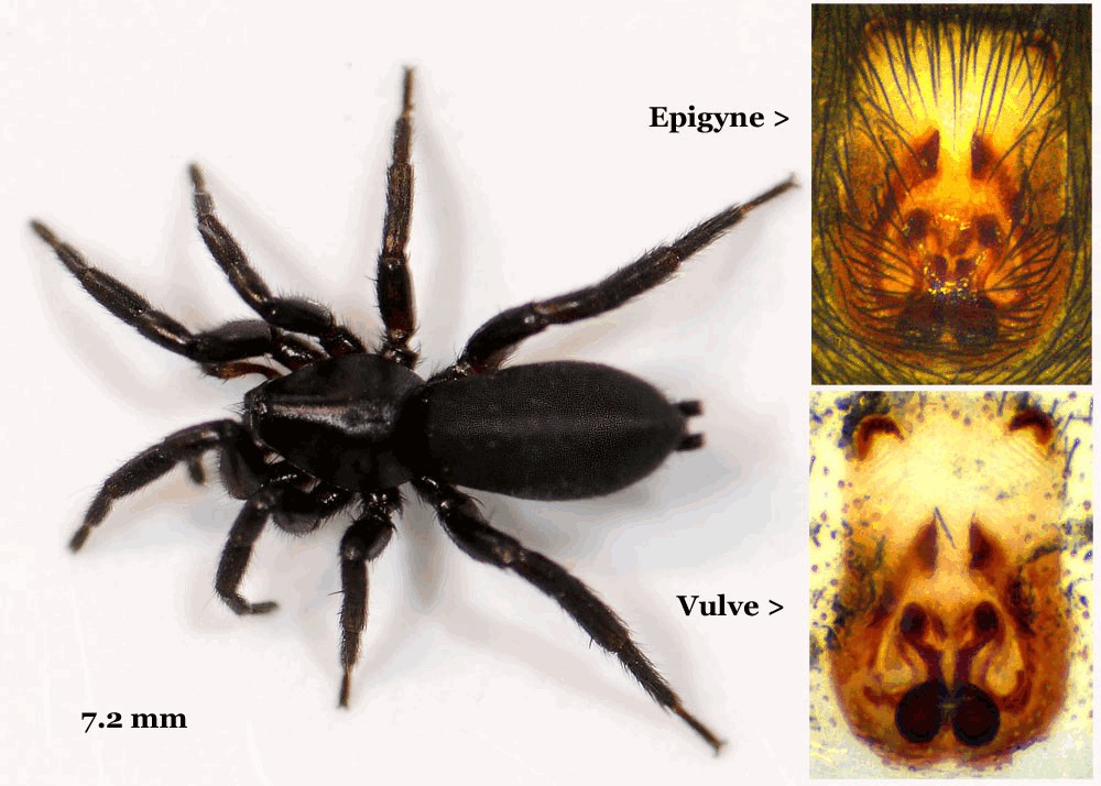 Zelotes_petrensis-4.jpg