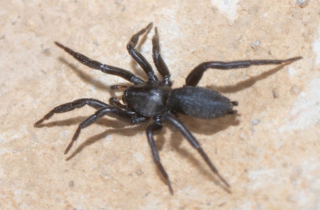 Zelotes_subterraneus-1.jpg