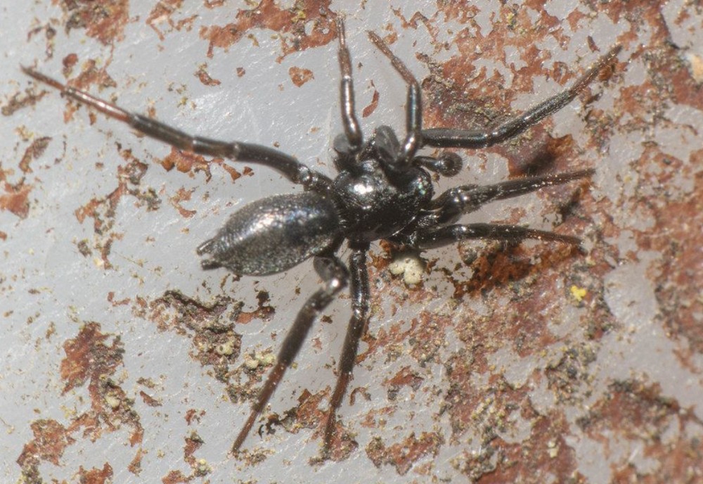 Zelotes_subterraneus-2.jpg