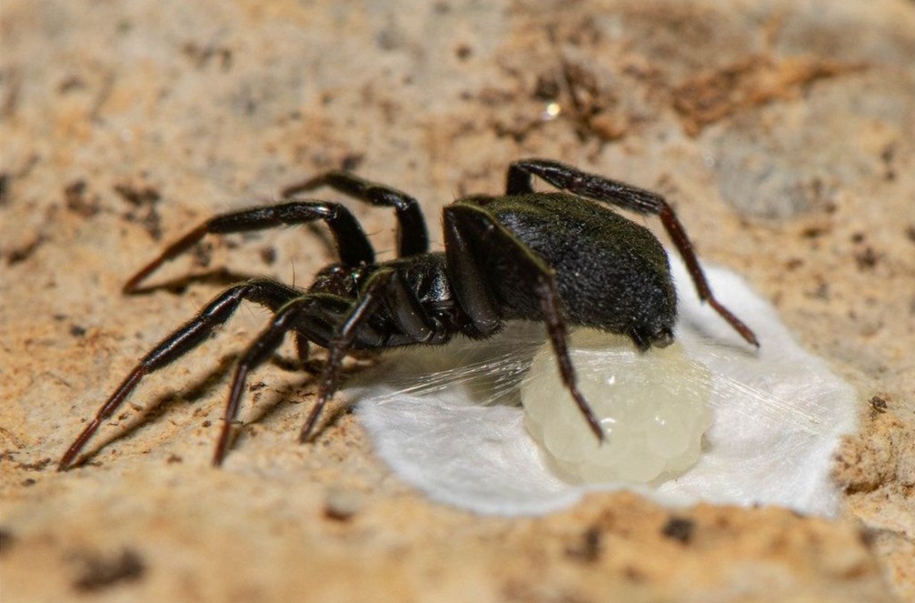 Zelotes_subterraneus-3.jpg