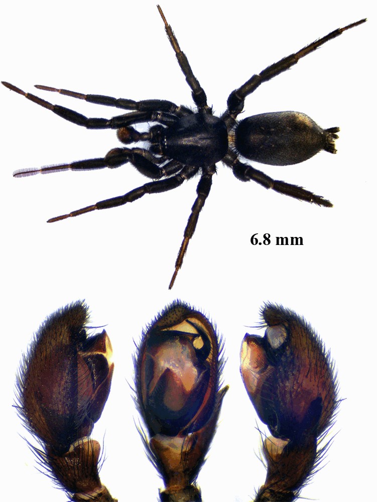 Zelotes_subterraneus-4.jpg