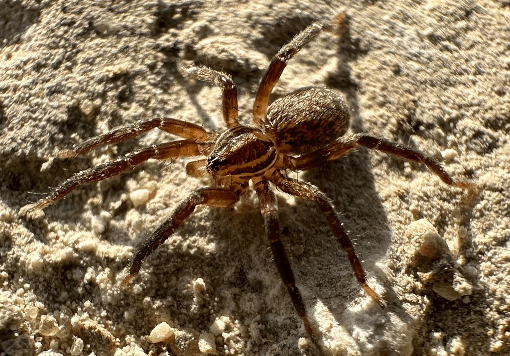 Zora_nemoralis-1.jpg