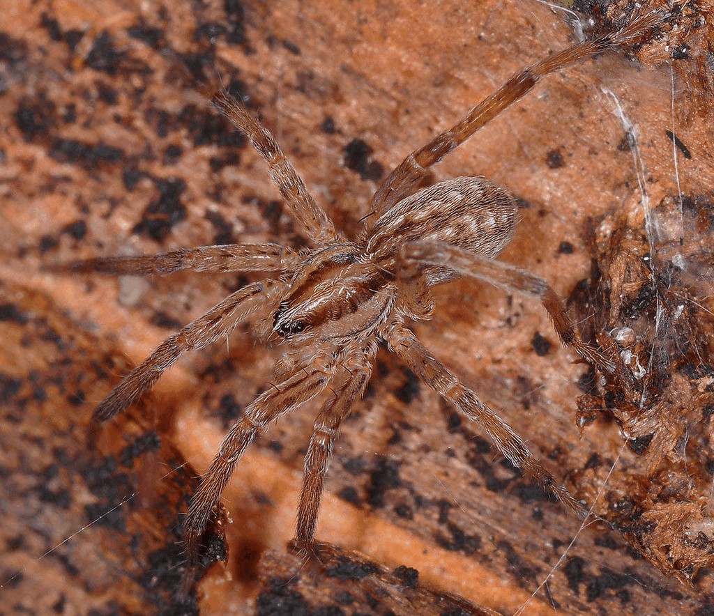Zora_silvestris-1.jpg