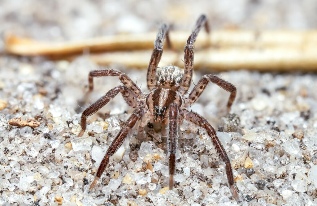 Zora_silvestris-2a.jpg
