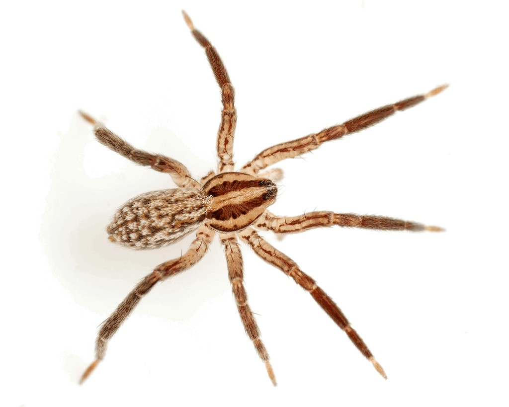 Zora_silvestris-3.jpg
