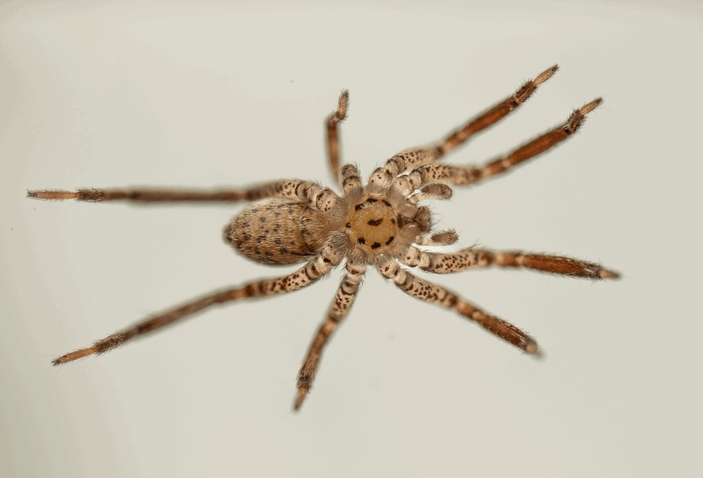 Zora_silvestris-4.jpg