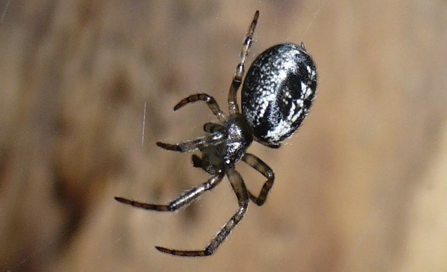 Zygiella_montana-2.jpg