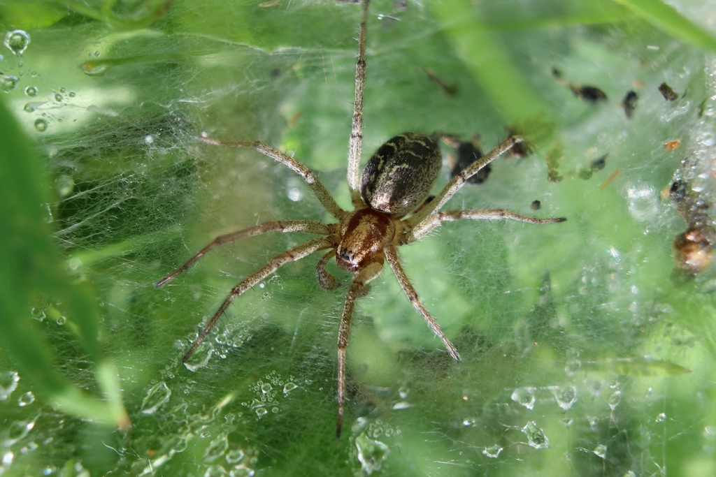 © Lutautami / iNaturalist.org. Дзержинский р-н, Минская обл. All rights reserved
