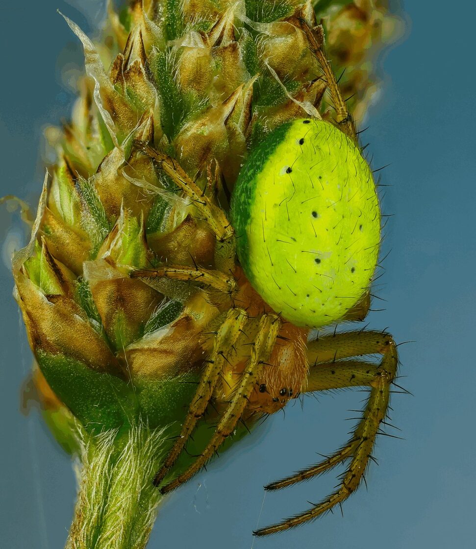 Araniella_cucurbitina-2.jpg