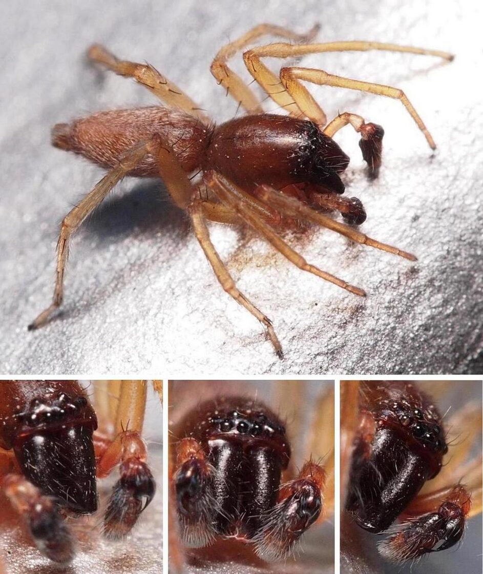 Clubiona_brevipes-2.jpg
