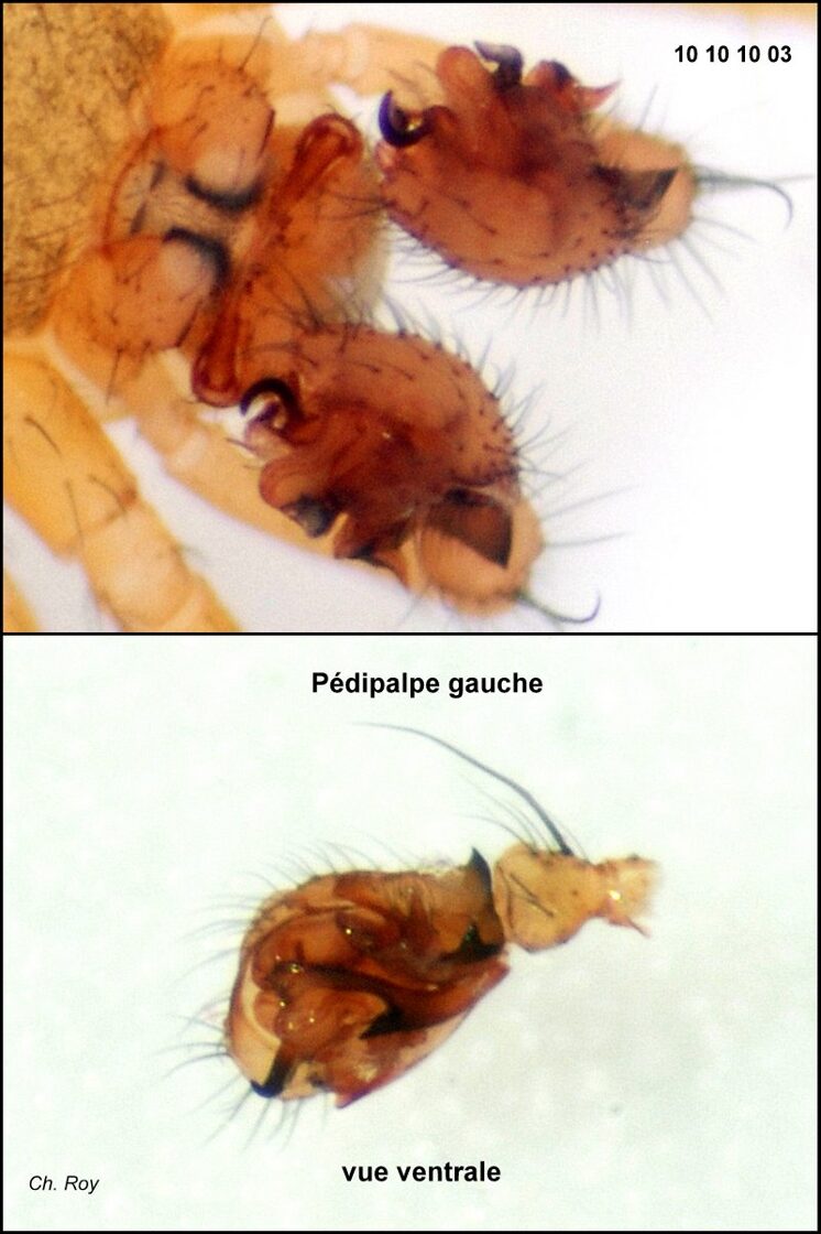 Palliduphantes_alutacius-2.jpg