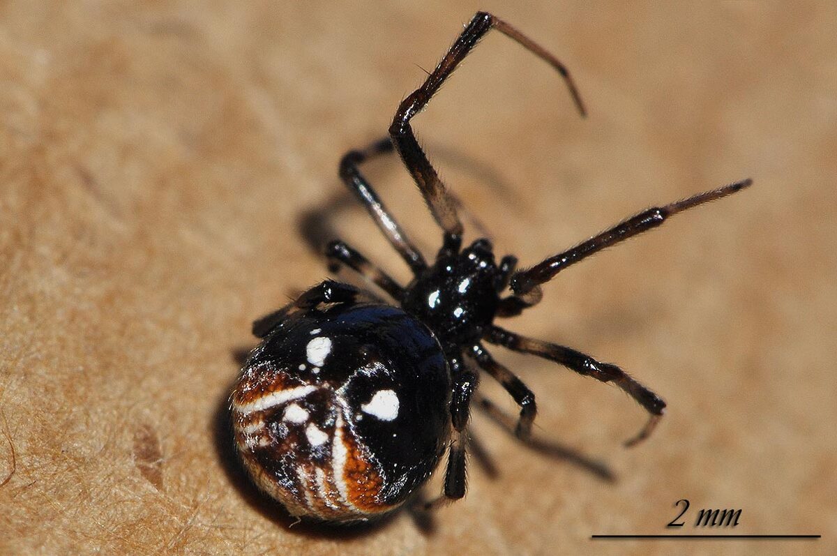Parasteatoda_lunata-1.jpg