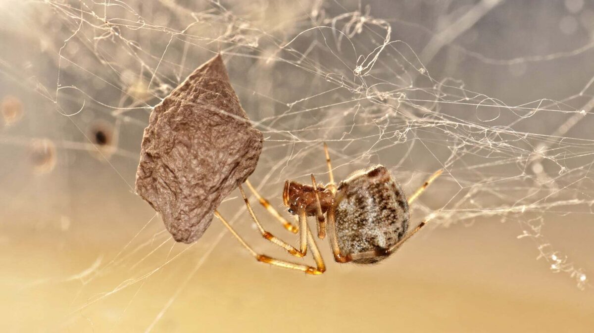 Parasteatoda_tepidariorum-2.jpg