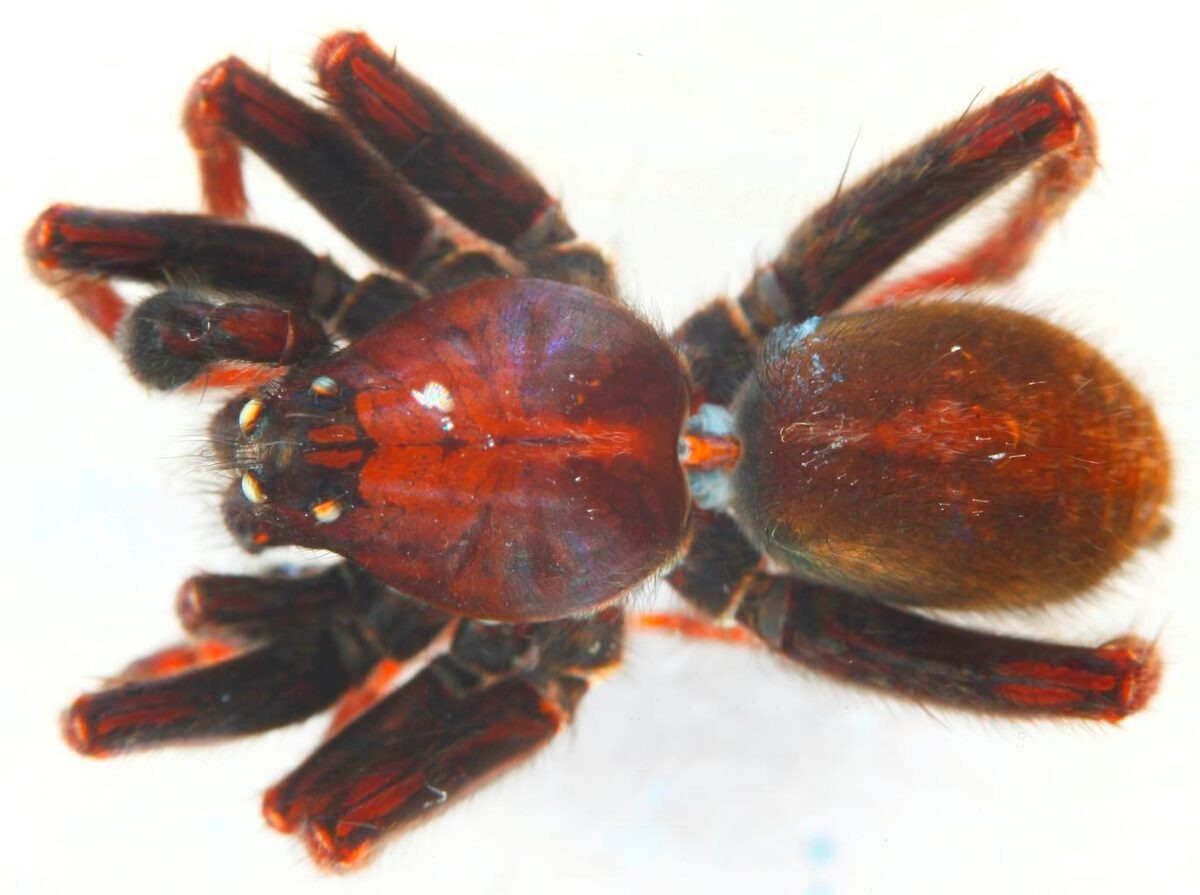 Pardosa_atrata-1.jpg