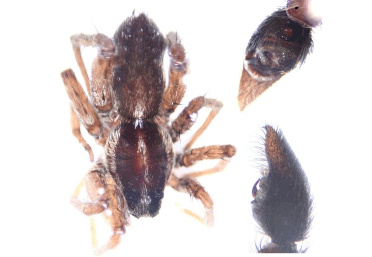 Pardosa_sphagnicola-4.jpg