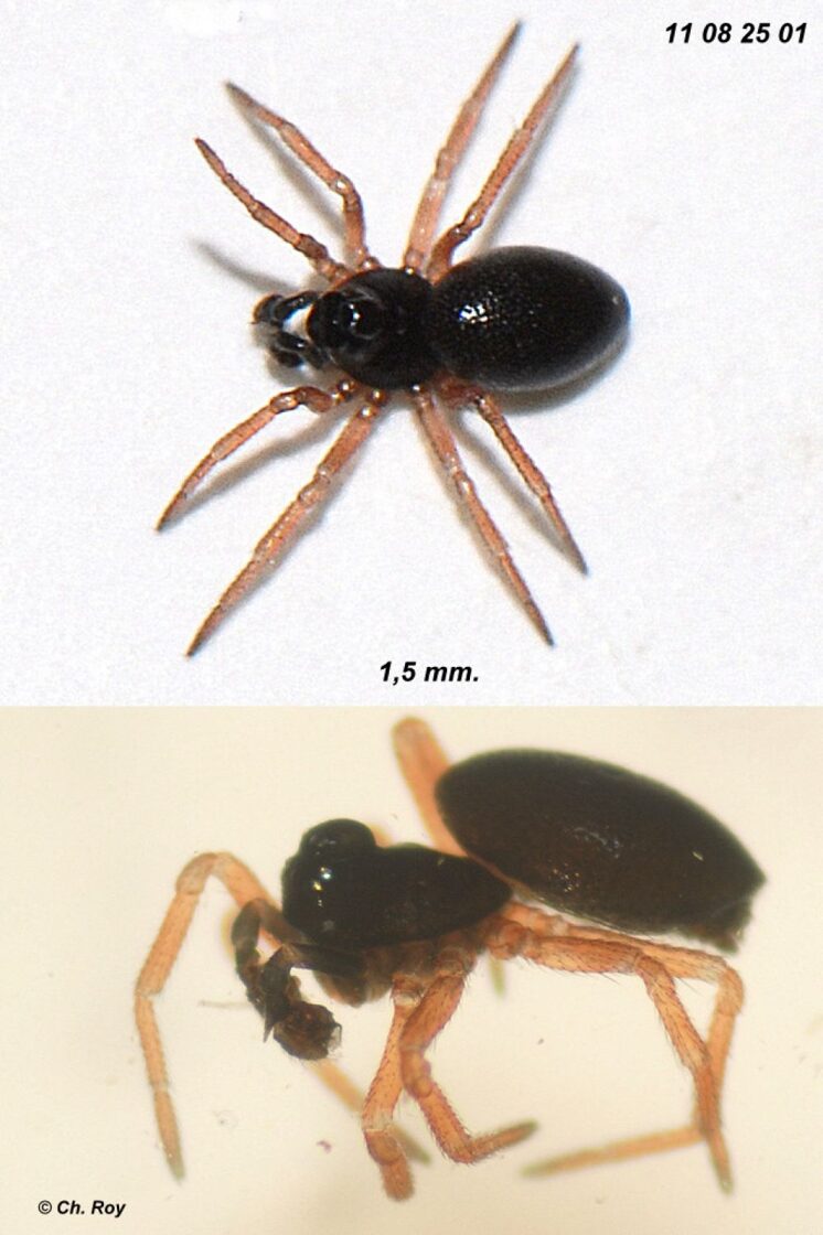 Pelecopsis_parallela-3.jpg
