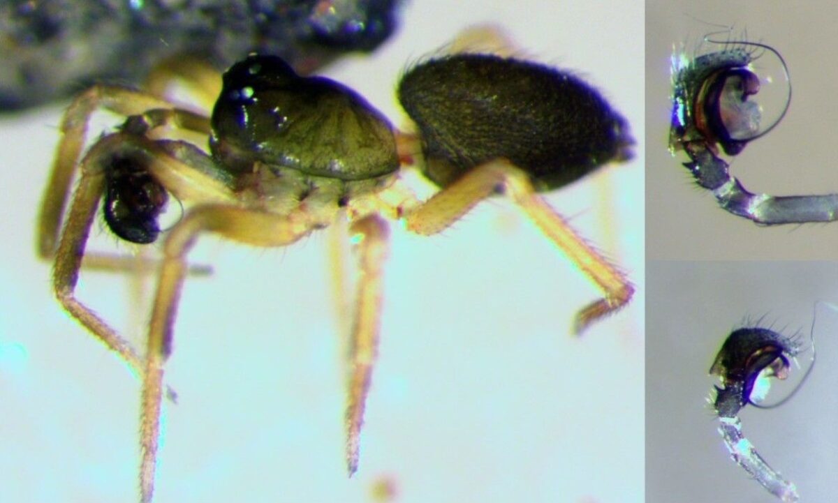 Pocadicnemis_pumila-2.jpg
