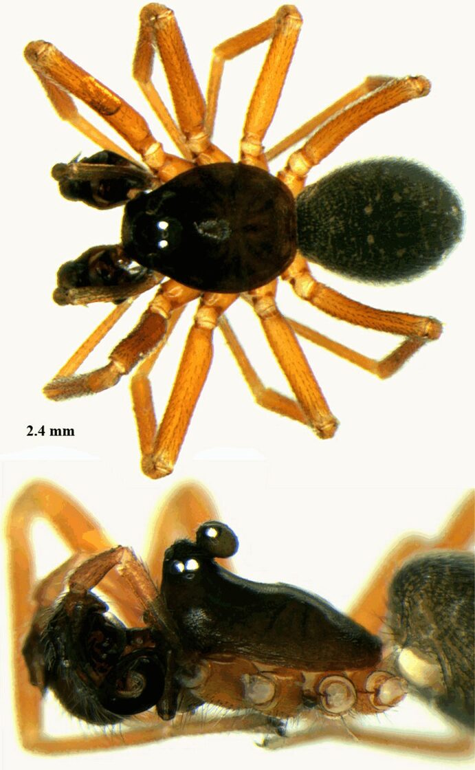 Walckenaeria_mitrata-2.jpg