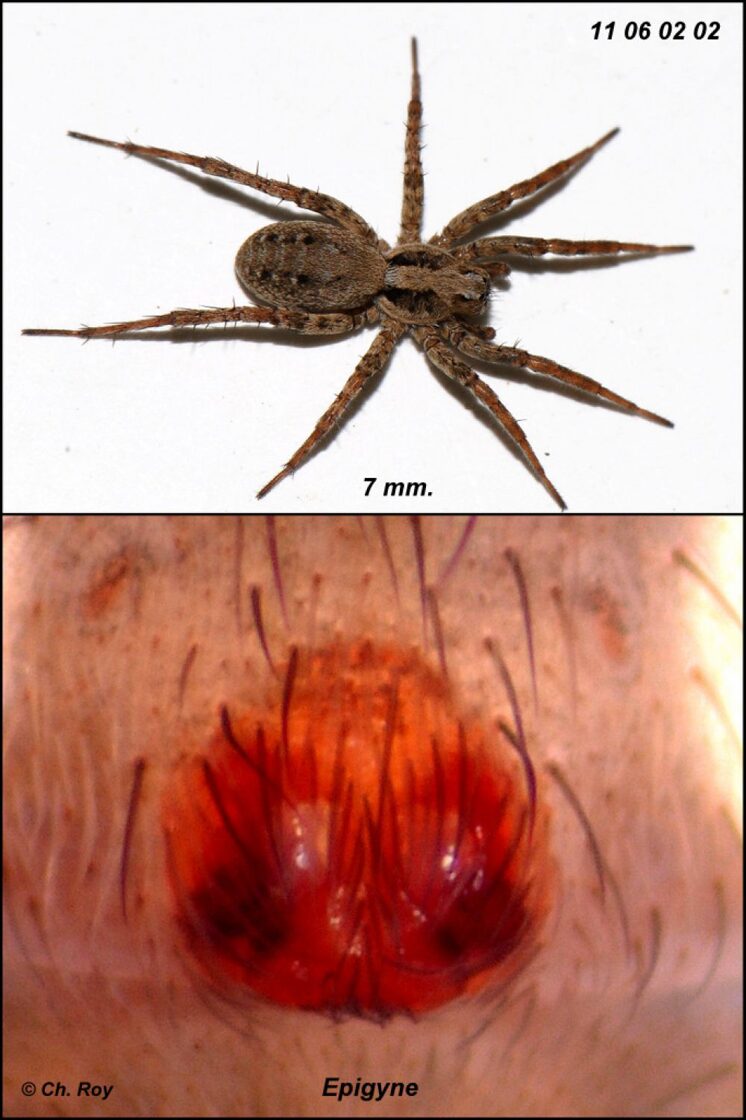Xerolycosa_miniata-3.jpg