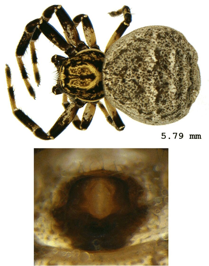 Xysticus_lineatus-5.jpg